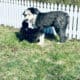 Old English Sheepdog