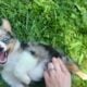 Male miniature Australian shepherds