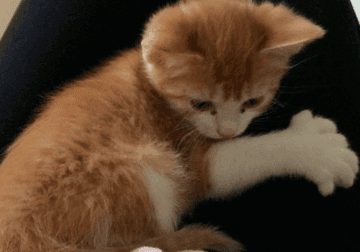 Maine coon kittens