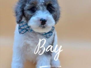 Mini & Large Mini AKC Poodles – Ready Now!