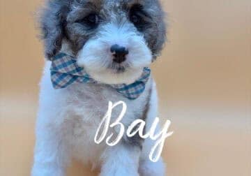 Mini & Large Mini AKC Poodles – Ready Now!