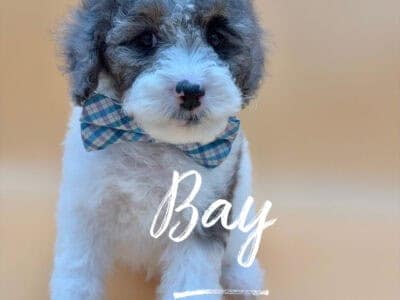 Mini & Large Mini AKC Poodles – Read  ...