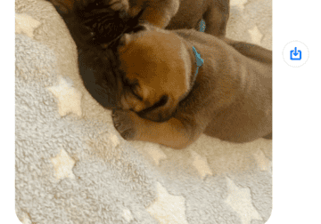 Bullmastiff puppies