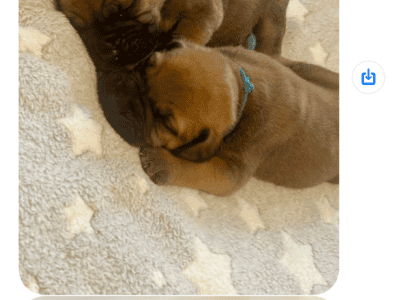 Bullmastiff puppies
