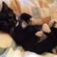 Maine Coon Mix Kittens need good Homes