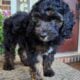 Copper – Male – Tri-Color Phantom Aussiedoodle