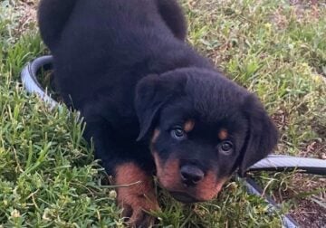 Rottweiler puppies