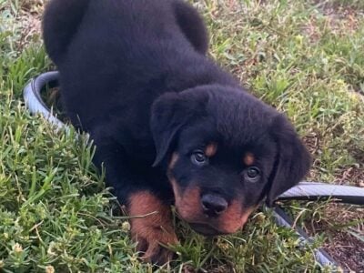 Rottweiler puppies