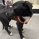 Pup for adoption