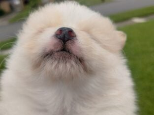 Pomeranian pup