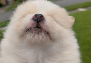 Pomeranian pup