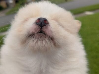 Pomeranian pup
