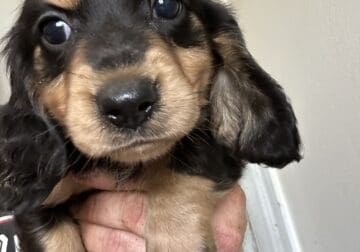 Long hair female miniature dachshund