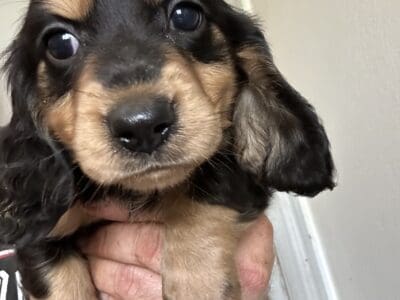 Long hair female miniature dachshund