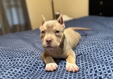 American bullies