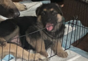 Germán shepherd puppies