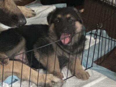 Germán shepherd puppies