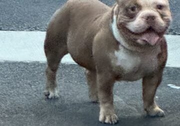 2xRockomania Male 2yrs