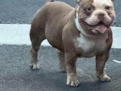 2xRockomania Male 2yrs