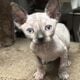 Beautiful Sphynx kittens