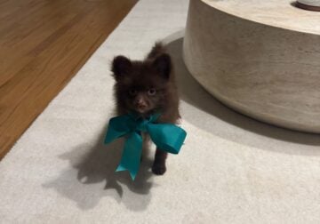 Chocolate Purebred Pomeranian Rehoming