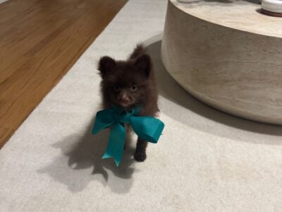 Chocolate Purebred Pomeranian Rehoming