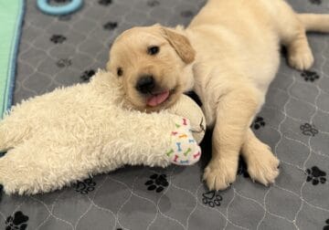 AKC registered Golden Retrievers