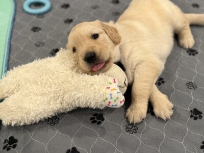 AKC registered Golden Retrievers