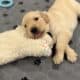AKC registered Golden Retrievers