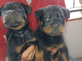 Rottweiler pups akc