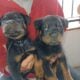 Rottweiler pups akc