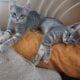 Grey kittys