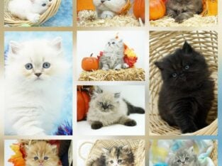 CFA Persian & Himalayan Kittens