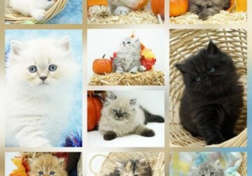 CFA Persian & Himalayan Kittens