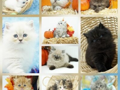 CFA Persian & Himalayan Kittens