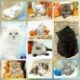 CFA Persian & Himalayan Kittens