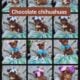 Puppies