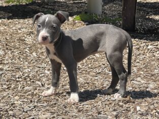 Blue Nose Pitbull Terrier Puppies UKC