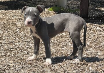 Blue Nose Pitbull Terrier Puppies UKC