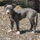 Blue Nose Pitbull Terrier Puppies UKC