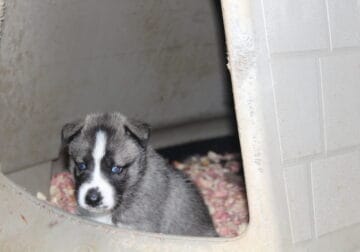 AKC REG SIBERIAN HUSKY PUP FEMALE