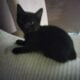 Three Adorable Sweet Kittens Free to a Loving Home