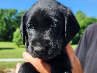 Akc lab puppies