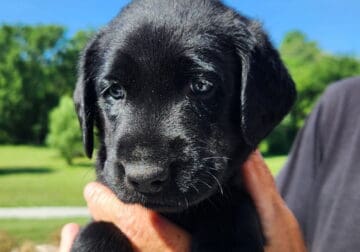 Akc lab puppies