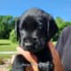 Akc lab puppies
