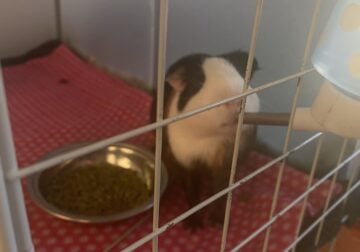 Male Guinea Pig (Panda)
