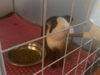 Male Guinea Pig (Panda)