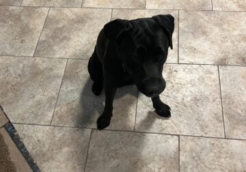 Libby needs a new home