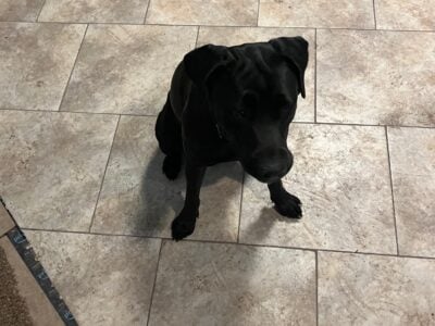 Libby needs a new home