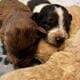 Goldendoodle Puppies